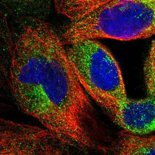 Immunocytochemistry/ Immunofluorescence - Anti-C7orf51 antibody (AB121711)