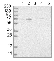 Western blot - Anti-C7orf51 antibody (AB121711)