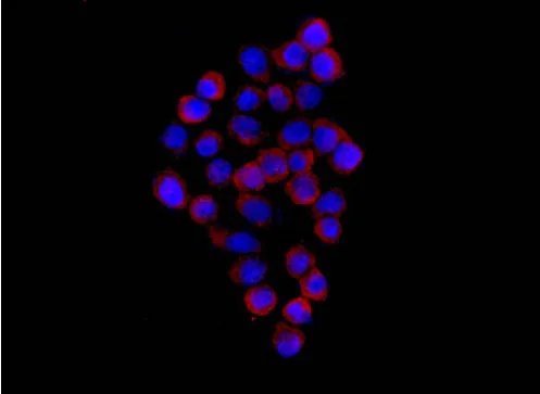 Immunocytochemistry/ Immunofluorescence - Anti-C8G antibody [EPR11274] - BSA and Azide free (AB250407)