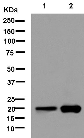 Western blot - Anti-C8G antibody [EPR11274] - BSA and Azide free (AB250407), expandable thumbnail