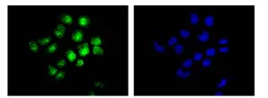 Immunocytochemistry/ Immunofluorescence - Anti-C8orf30A antibody [EPR13203-28] - BSA and Azide free (AB250296)