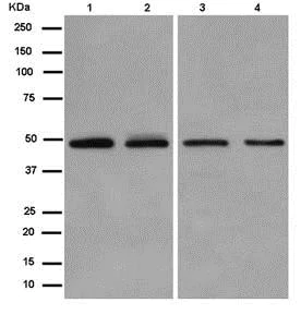 Western blot - Anti-C8orf30A antibody [EPR13203-28] - BSA and Azide free (AB250296)