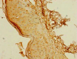 Immunohistochemistry (Formalin/PFA-fixed paraffin-embedded sections) - Anti-C8ORF34 antibody (AB235086)