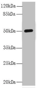 Western blot - Anti-C8ORF34 antibody (AB235086)