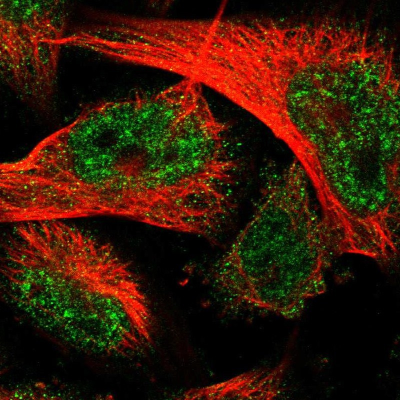 Immunocytochemistry - Anti-C8orf55 antibody (AB121743), expandable thumbnail
