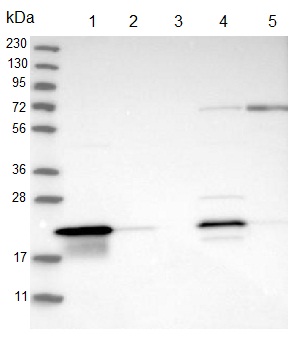 Western blot - Anti-C8orf55 antibody (AB121743), expandable thumbnail