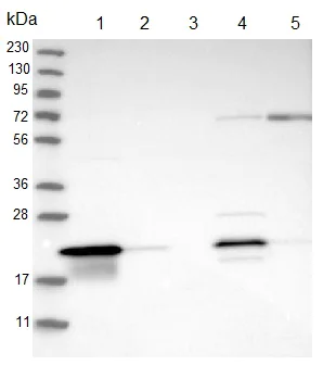 Western blot - Anti-C8orf55 antibody (AB121743)