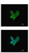 Immunocytochemistry/ Immunofluorescence - Anti-C9 antibody (AB118902)