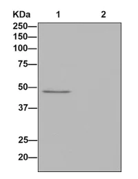 Immunoprecipitation - Anti-C9orf167 antibody [EPR13193] (AB181384)