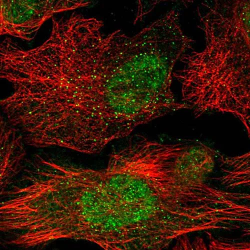 Immunocytochemistry/ Immunofluorescence - Anti-C9orf169 antibody (AB121701)