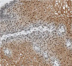 Immunohistochemistry (Formalin/PFA-fixed paraffin-embedded sections) - Anti-C9orf169 antibody (AB121701)