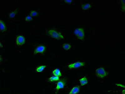Immunocytochemistry/ Immunofluorescence - Anti-C9ORF46/PLGRKT antibody (AB237525)