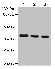 Western blot - Anti-C9orf64 antibody (AB236115)