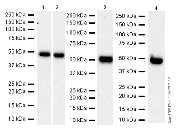 Western blot - Anti-C9orf72 antibody [EPR22021] - BSA and Azide free (AB237589)