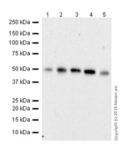 Western blot - Anti-C9orf72 antibody [EPR22021] - BSA and Azide free (AB237589)