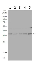Western blot - Anti-C9orf78 antibody (AB97644)