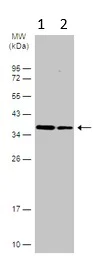 Western blot - Anti-C9orf78 antibody (AB97644)