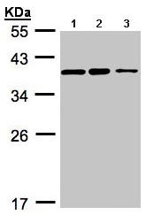 Western blot - Anti-C9orf78 antibody (AB97644)