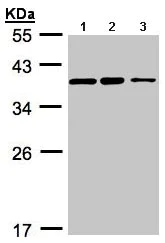 Western blot - Anti-C9orf78 antibody (AB97644)