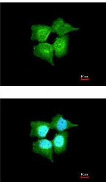 Immunocytochemistry/ Immunofluorescence - Anti-C9orf86 antibody (AB111866)