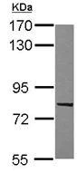 Western blot - Anti-C9orf86 antibody (AB111866)