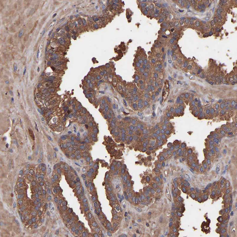Immunohistochemistry (Formalin/PFA-fixed paraffin-embedded sections) - Anti-C9ORF91 antibody (AB121527)