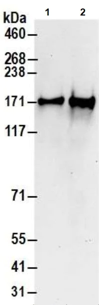 Western blot - Anti-CA150 antibody (AB10481)