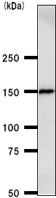 Western blot - Anti-CA150 antibody [TCEAD79A] (AB50812)