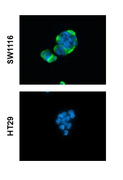 Immunocytochemistry/ Immunofluorescence - Anti-CA19-9 antibody [GT933] (AB289665)