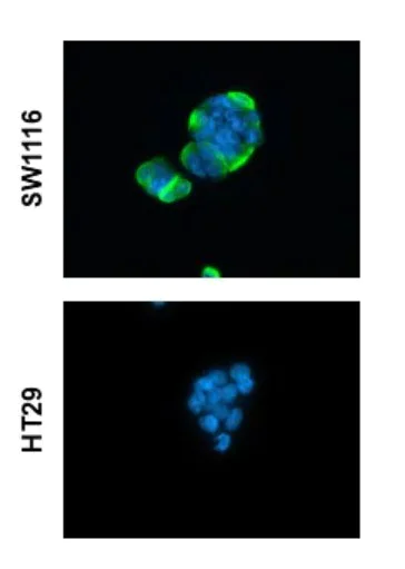 Immunocytochemistry/ Immunofluorescence - Anti-CA19-9 antibody [GT933] (AB289665)