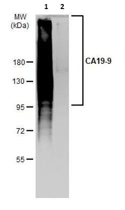Western blot - Anti-CA19-9 antibody [GT933] (AB289665)