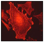 Immunocytochemistry/ Immunofluorescence - Anti-CAB39/MO25 antibody [EP1680Y] (AB51132)