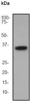 Western blot - Anti-CAB39/MO25 antibody [EP1680Y] (AB51132)