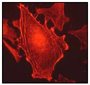 Immunocytochemistry/ Immunofluorescence - Anti-CAB39/MO25 antibody [EP1680Y] - BSA and Azide free (AB247311)