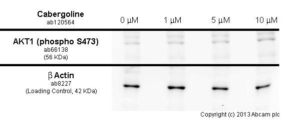Functional Studies - Cabergoline, D2-like receptor agonist (AB120564), expandable thumbnail