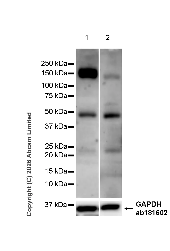 Western blot - Anti-CACHD1 antibody [15H10] (AB325744)