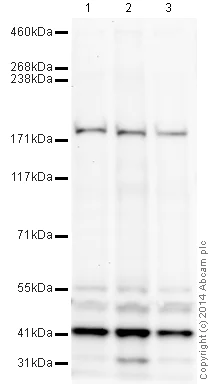 Western blot - Anti-CACNA1A antibody (AB32642)