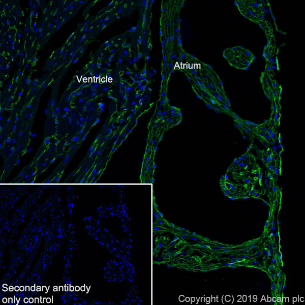 Immunohistochemistry (Frozen sections) - Anti-CACNA1C antibody [EPR22625-61] (AB234438), expandable thumbnail