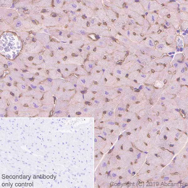 Immunohistochemistry (Formalin/PFA-fixed paraffin-embedded sections) - Anti-CACNA1C antibody [EPR22625-61] - BSA and Azide free (AB256543)
