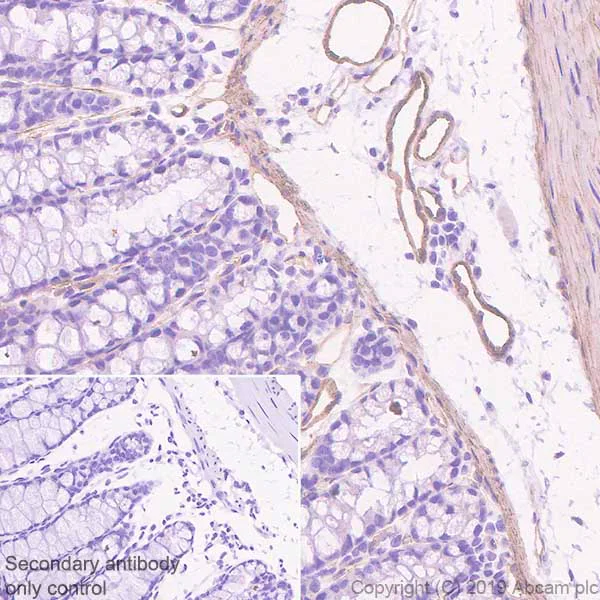 Immunohistochemistry (Formalin/PFA-fixed paraffin-embedded sections) - Anti-CACNA1C antibody [EPR22625-61] - BSA and Azide free (AB256543)