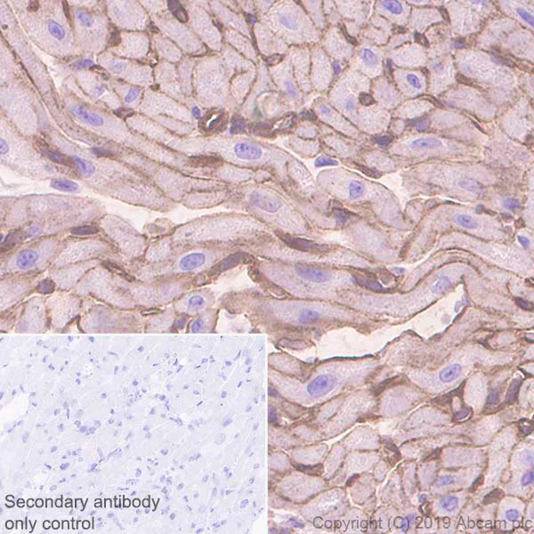 Immunohistochemistry (Formalin/PFA-fixed paraffin-embedded sections) - Anti-CACNA1C antibody [EPR22625-61] - BSA and Azide free (AB256543)