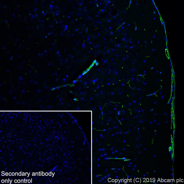 Immunohistochemistry (Frozen sections) - Anti-CACNA1C antibody [EPR22625-61] - BSA and Azide free (AB256543)