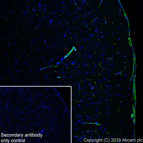Immunohistochemistry (Frozen sections) - Anti-CACNA1C antibody [EPR22625-61] - BSA and Azide free (AB256543)