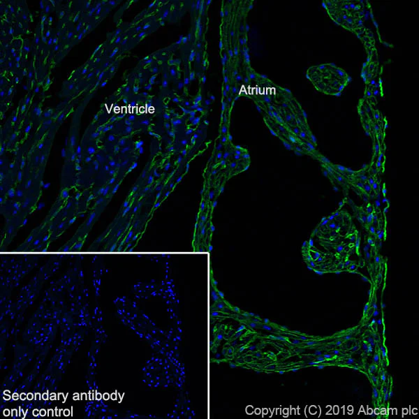 Immunohistochemistry (Frozen sections) - Anti-CACNA1C antibody [EPR22625-61] - BSA and Azide free (AB256543)