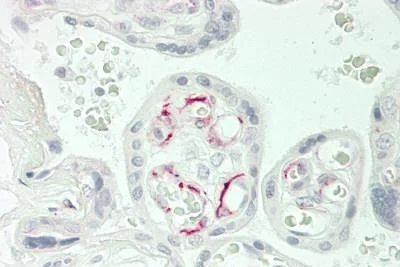 Immunohistochemistry (Formalin/PFA-fixed paraffin-embedded sections) - Anti-CACNA1E antibody (AB230640)