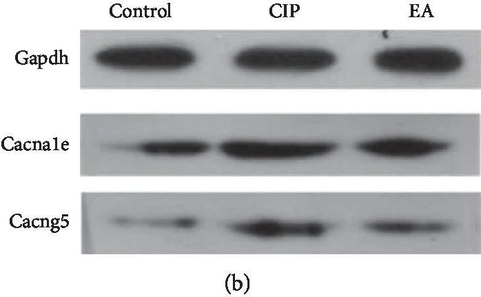 Western blot - Anti-CACNA1E antibody (AB230640)