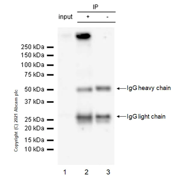 Immunoprecipitation - Anti-CACNA1E antibody [EPR25385-129] - BSA and Azide free (AB288772)