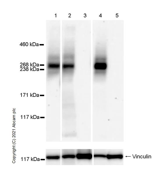 Western blot - Anti-CACNA1E antibody [EPR25385-129] - BSA and Azide free (AB288772)