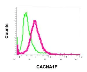 Flow Cytometry - Anti-CACNA1F antibody [EPR11822] (AB171968)