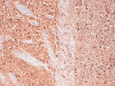 Immunohistochemistry (Frozen sections) - Anti-CACNA1H antibody [N55/10] (AB84815)